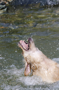 金毛猎犬在湖水中快速奔跑图片