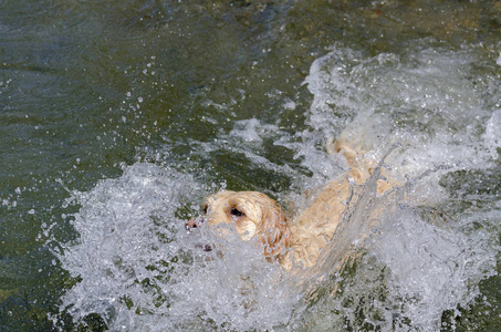 金毛猎犬在湖水中快速奔跑