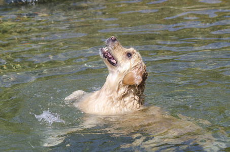 金毛猎犬在湖水中快速奔跑图片