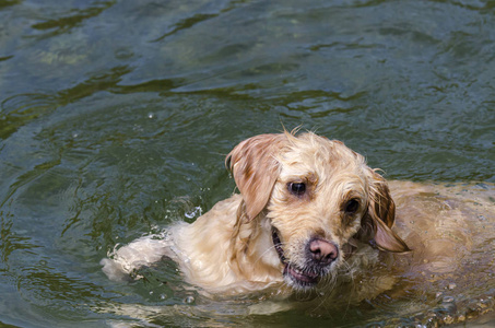 金毛猎犬在湖水中快速奔跑图片