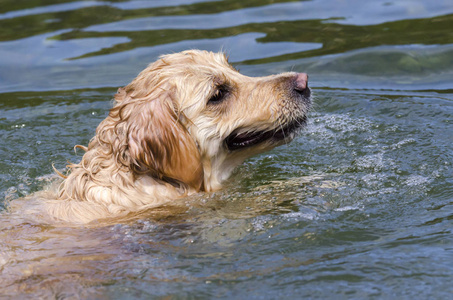 金毛猎犬在湖水中快速奔跑