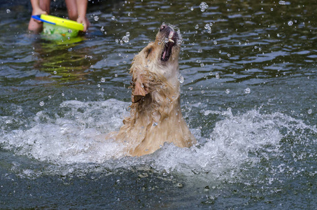 金毛猎犬在湖水中快速奔跑