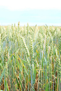 田间的绿色小麦小穗..这种作物正在生长和成熟。会有面包的。平静的土地景观