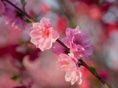 春园桃花图片