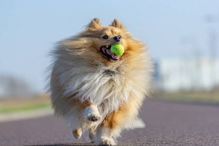 一只雪地牧羊犬一个小球