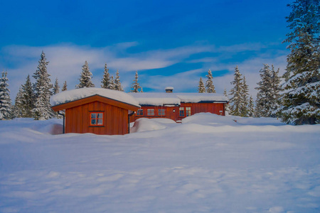 严冬和典型木红色房屋的松树户外景观