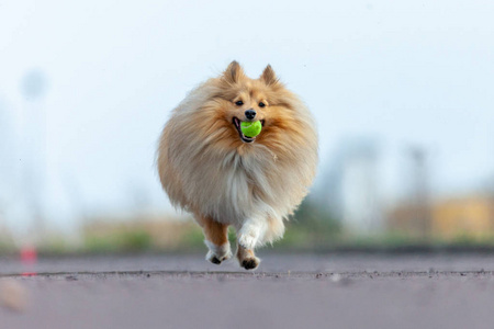 设得兰牧羊犬玩小球