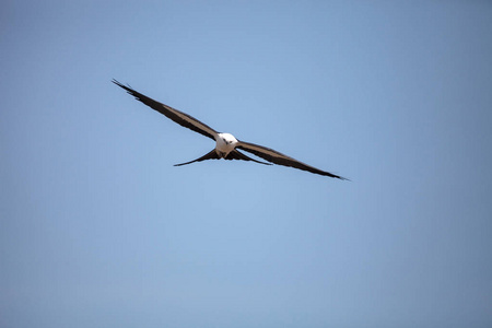 燕子尾风筝飞越 Tigertail 海滩上空的蓝天