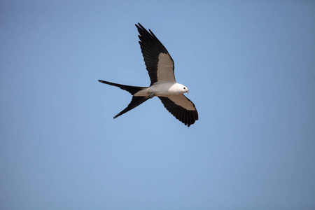 tigertail燕子尾飞越 tigertail 海滩上空的蓝天照片