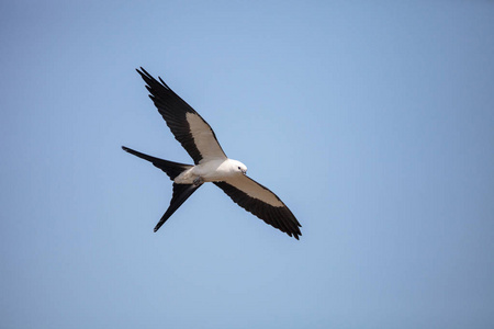 燕子尾飞越 tigertail 海滩上空的蓝天照片