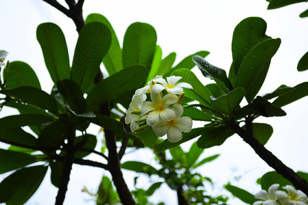 梅花盛开。美丽的花朵在花园里绽放在夏天。点缀着正式的花园。 公园。 美丽的花园