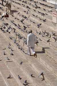  people, cows and pigeons by the sacred lake 