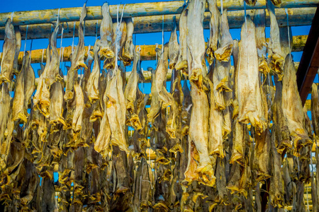 罗弗敦岛鳕鱼鱼类传统干燥方式的关闭
