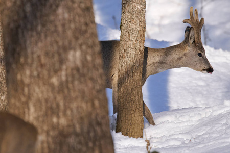 鹿在冬天的森林里走在树后面图片