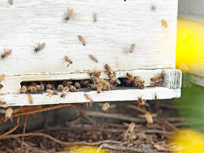 蜜蜂在蜂巢入口处飞行。特写