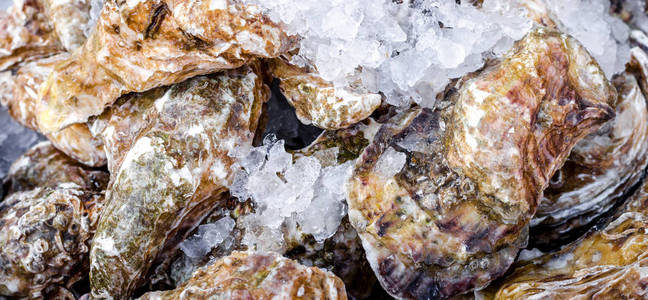 横幅横向作物文本背景海鲜关闭美味的新鲜大牡蛎壳与冰健康的海洋食品背景