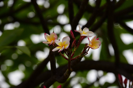 五颜六色的花。一组黄色白色和粉红色的花FrangipaniPluseria，粉白色和黄色的Frangipani花，背景是叶