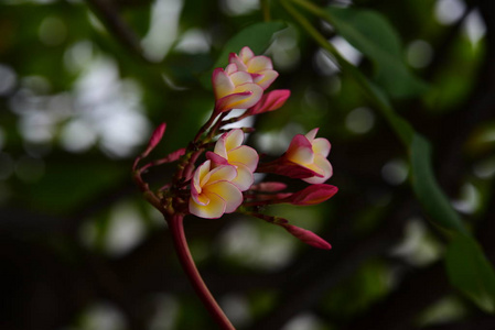 五颜六色的花。一组黄色白色和粉红色的花FrangipaniPluseria，粉白色和黄色的Frangipani花，背景是叶