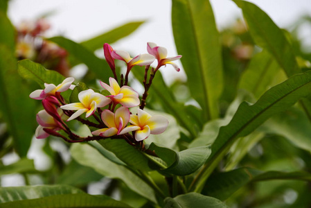 五颜六色的花。一组黄色白色和粉红色的花FrangipaniPluseria，粉白色和黄色的Frangipani花，背景是叶