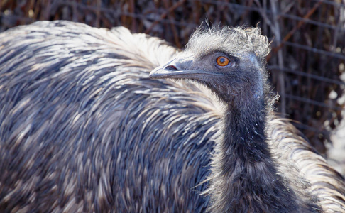  the top of the head and neck are black. Powerful legs with thre