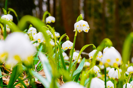 春天的雪花花 Leucojum vernum 在夕阳中绽放