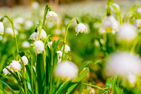 春天的雪花花 Leucojum vernum 在夕阳中绽放