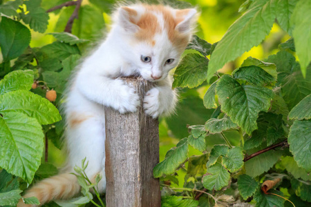 白色的小猫在绿色灌木丛中的木棍上向下看