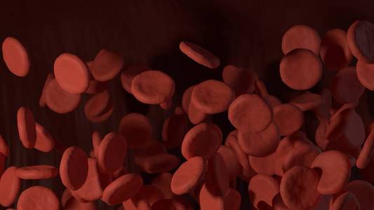 鲣鱼动脉球图片