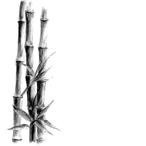 白色背景的黑白竹子