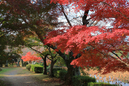 Daikaku 霁园京都