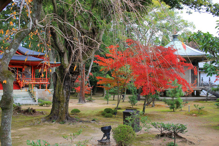 Daikaku 霁园京都