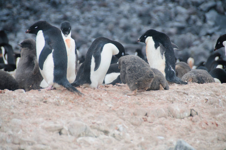 阿德利企鹅在布莱岛