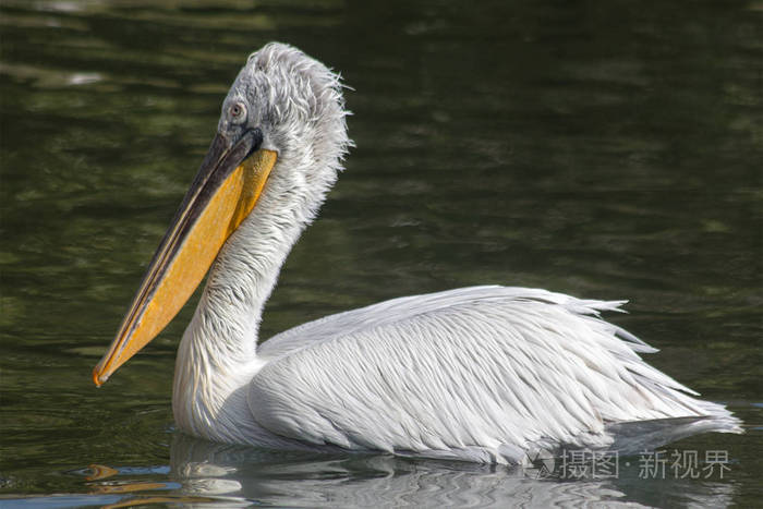 希腊卡斯托里亚的Orestiada湖中的Pelecanus Crispus。