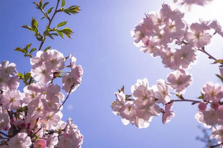 樱花分枝与鲜花特写镜头在蓝天背景。克洛
