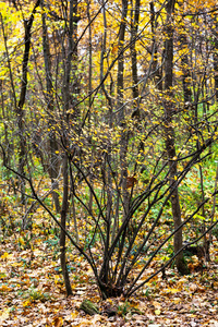 秋季城市公园黄叶灌木