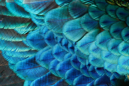 雄性绿色孔雀/孔雀的翅膀羽毛(pavomuticus)(浅d of)照片