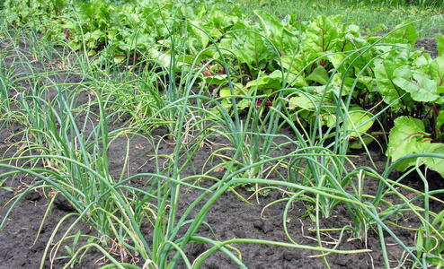 在菜园里有机地种植各种蔬菜