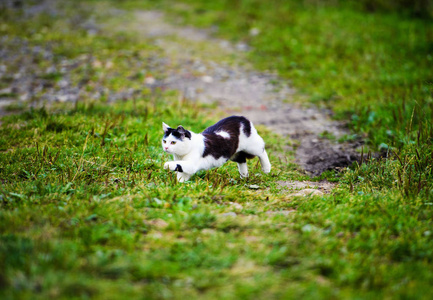 狩猎猫跳过草地