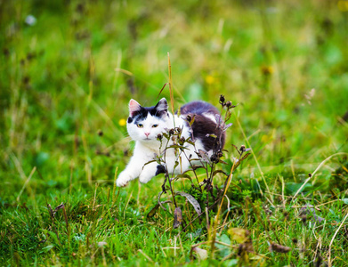 狩猎猫跳过草地