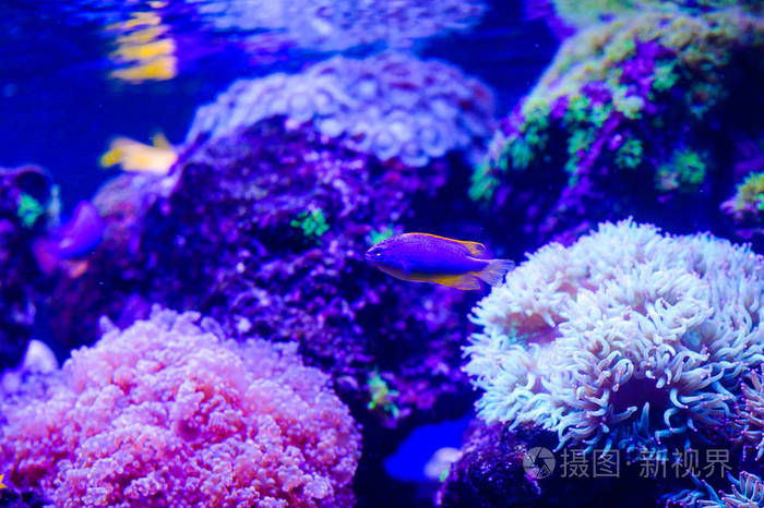 Amphiprion Ocellaris 小丑在海洋水族馆。小丑