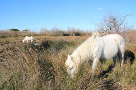 法国卡马格植物和动物自然保护区的白马