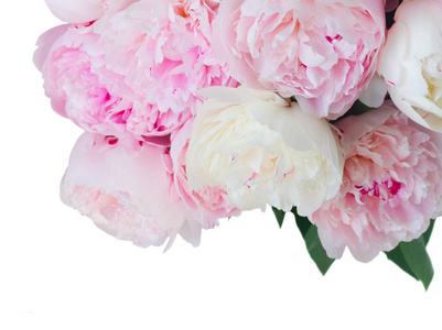 芍药花素材图片_芍药花图片素材下载_摄图新视界