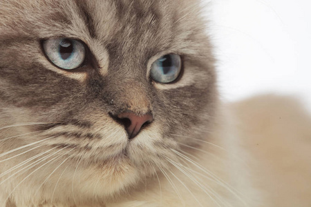 灰色毛皮猫头与蓝色眼睛看对边