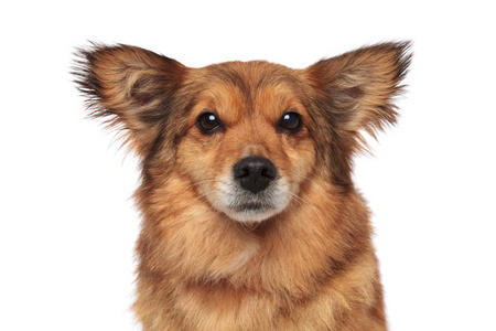 亲密的可爱棕色毛茸茸的狗与滑稽的耳朵