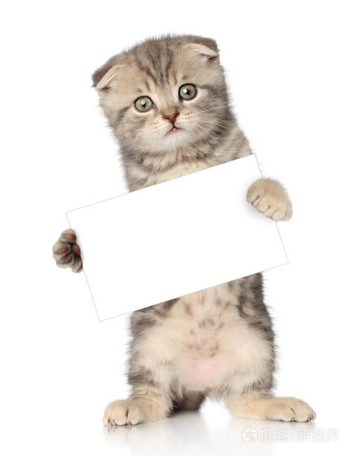 小猫持有空名片