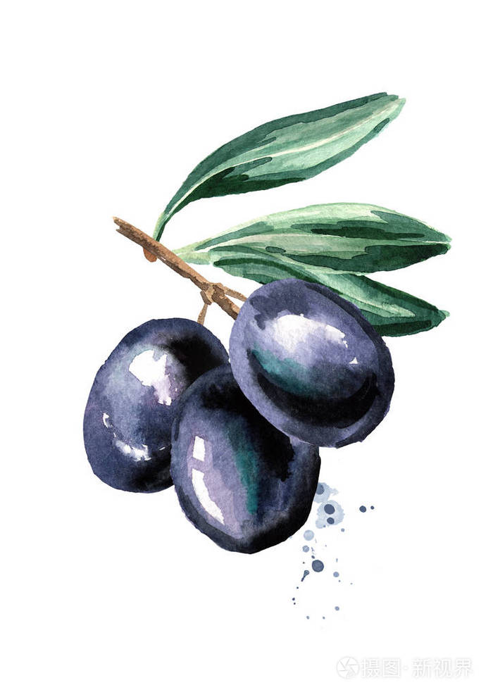 树枝上有黑色的甜橄榄. 水彩画手绘插图分离白色背景