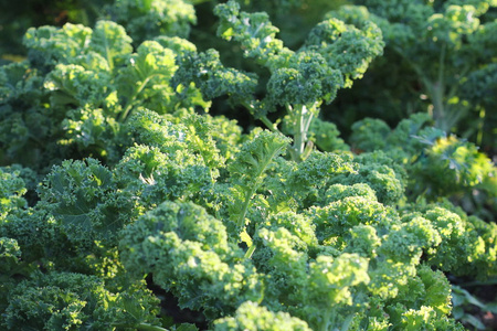 vegetablebox年轻的羽衣甘蓝种植在菜园里照片