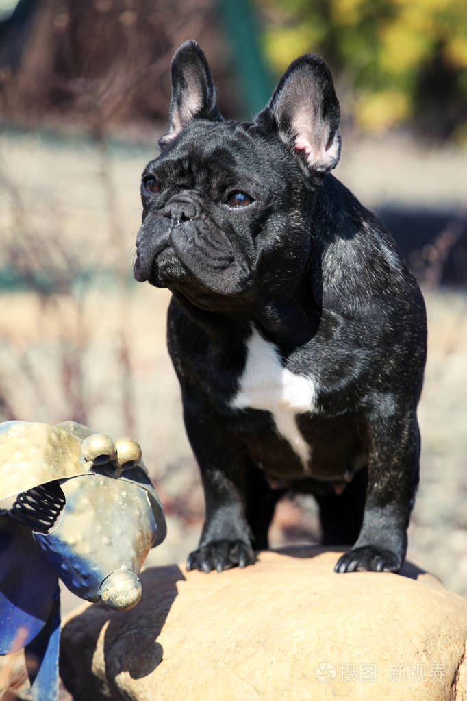 法国斗牛犬春季花园