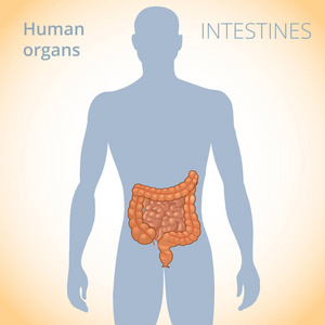 肠道在人体内的位置, 人体消化系统照片