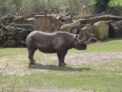 动物园里的犀牛
